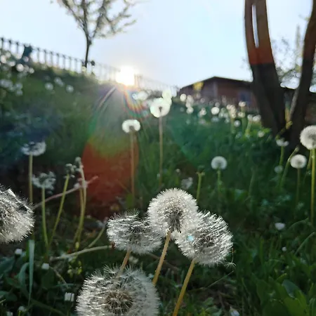 Brvnare Duguljac Fruska Gora