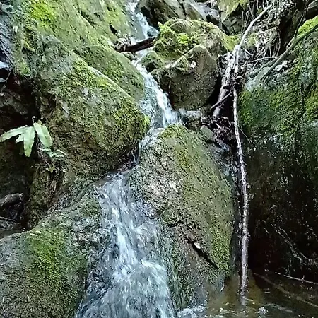 Brvnare Duguljac Fruska Gora Bukovac