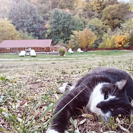 Alpehytte Brvnare Duguljac Fruska Gora Bukovac