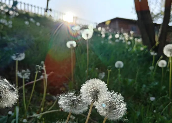 Brvnare Duguljac Fruska Gora