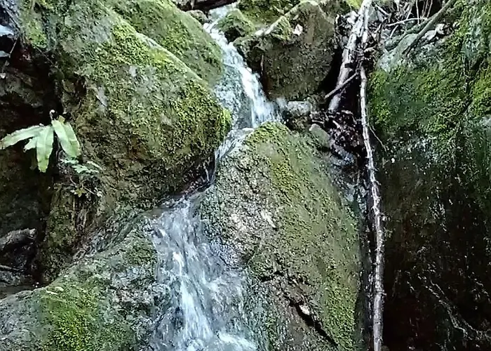 Brvnare Duguljac Fruska Gora Bukovac